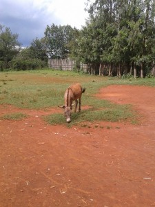 For those familiar with the TV series "Teachers", Donkeys are regular inhabitant of schools, along with cows, goats and a variety of other animals.